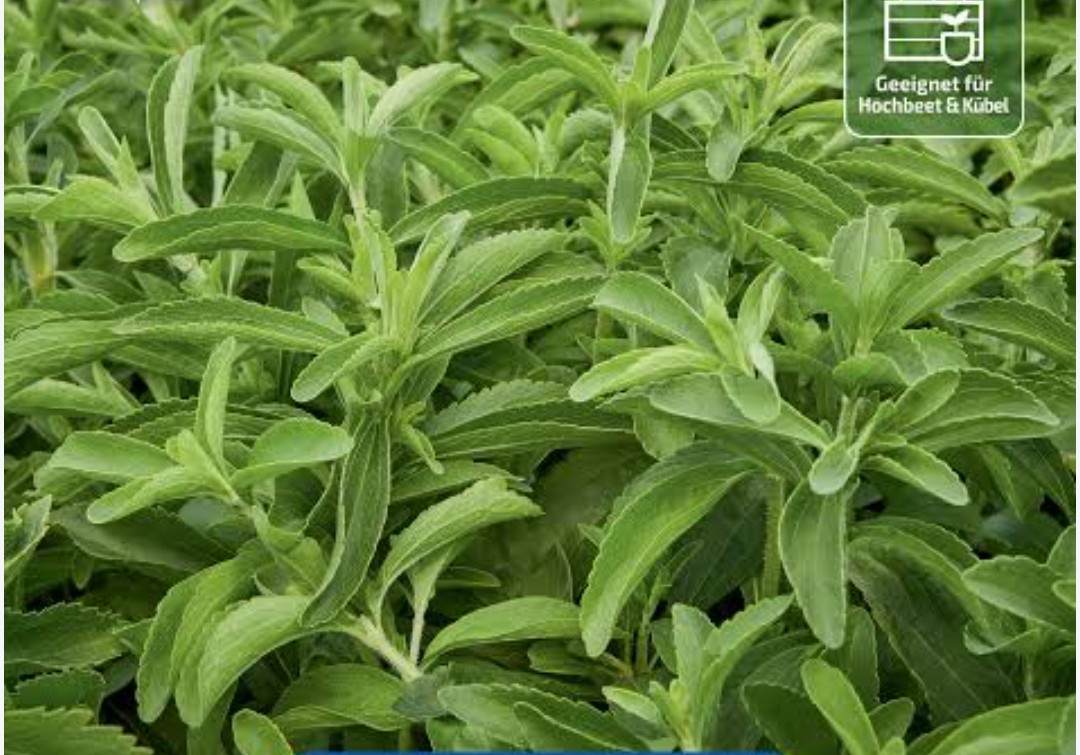 STEVIA 21g (SWEETNER FOR DIABETES)
